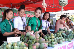 Chủ trương phát triển nông nghiệp đúng đắn, tư duy đột phá, Sơn La đã trở thành trung tâm sản xuất, chế biến rau quả lớn nhất vùng Tây Bắc. (Ảnh QUỲNH NGA)