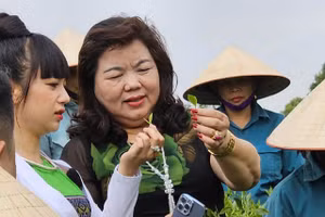 Sản phẩm chè Đinh cao cấp được Công ty TNHH chè Hoài Trung lựa chọn từ những búp chè tươi một tôm hai lá.