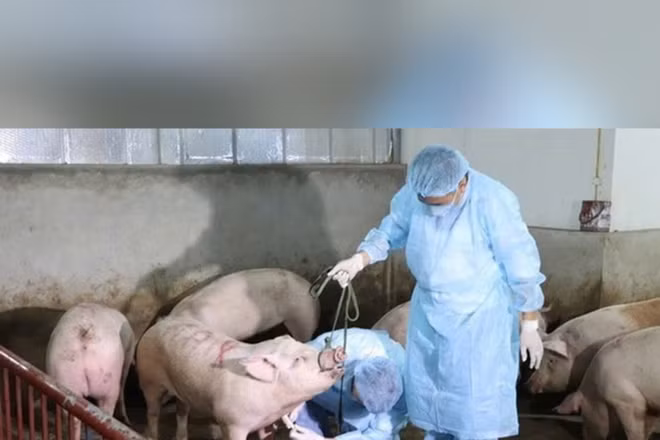 Bản tin Thời sự sáng 16/8: Cả nước có hơn 900 ổ dịch tả lợn Châu phi chưa qua 21 ngày