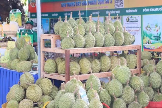 Sản phẩm sầu riêng Khánh Sơn tại "Tuần lễ Nông sản và sản phẩm OCOP tỉnh Khánh Hòa năm 2026".
