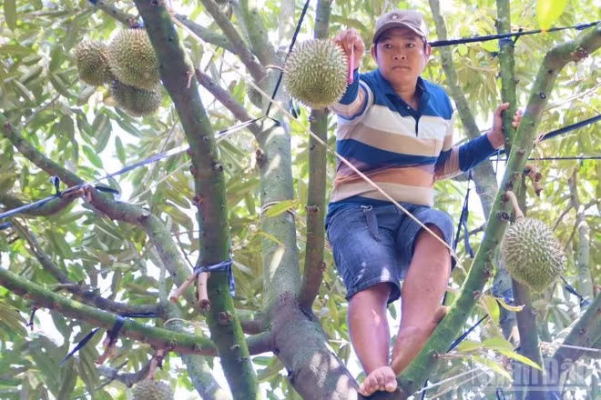 Người dân thu hoạch sầu riêng tại xã Khánh Sơn. (Ảnh: VŨ TÂN)