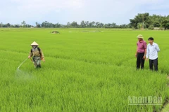 Chính quyền xã Xuân Lộc đốc thúc, hướng dẫn người dân phòng trừ sâu bệnh gây hại trên lúa.