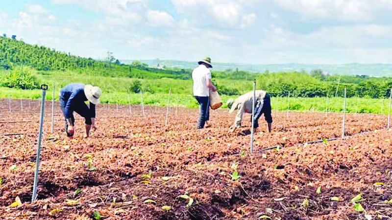 Nông dân Lâm Đồng tập trung khôi phục sản xuất nông nghiệp sau mưa lũ.