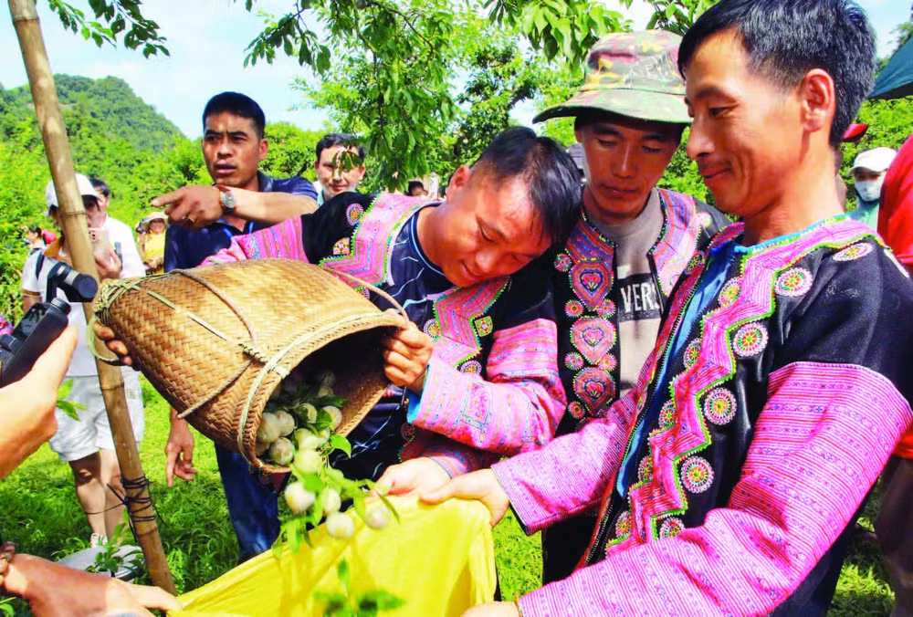 1- Sản phẩm mận hậu Mộc Châu được du khách trong nước, cùng bạn bè quốc tế biết đến nhiều hơn.
