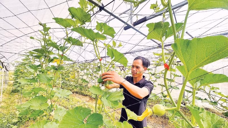 Mô hình rau quả xứ lạnh Măng Đen mang lại nguồn thu cho hội viên và khẳng định thương hiệu trên thị trường.