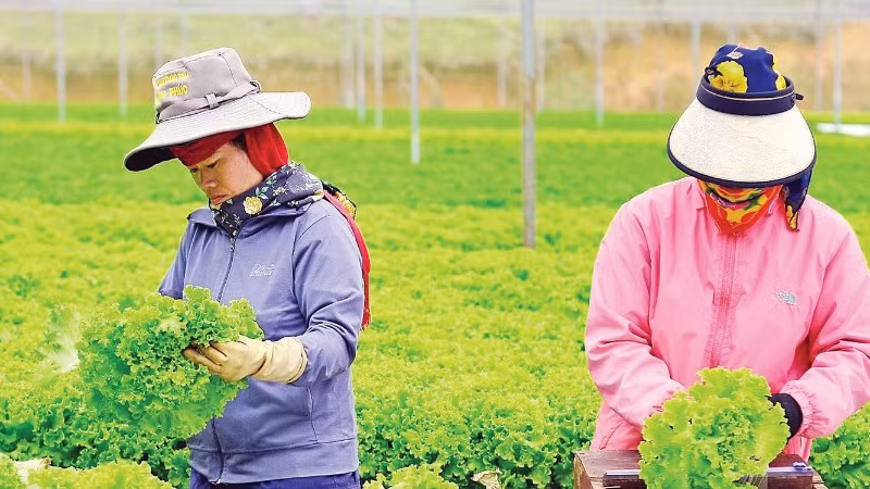 Mô hình chuỗi liên kết trong sản xuất, chế biến, tiêu thụ nông sản tại Lâm Đồng ngày càng phát triển.