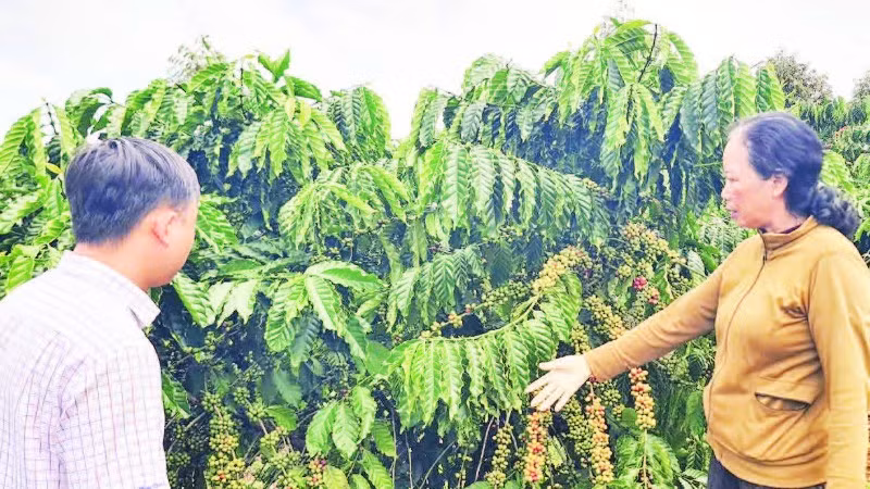 Mô hình tái canh cà-phê của gia đình bà Nguyễn Thị Sao, phường Đông Gia Nghĩa đạt hiệu quả cao, với sản lượng đạt 7 tấn nhân/ha.