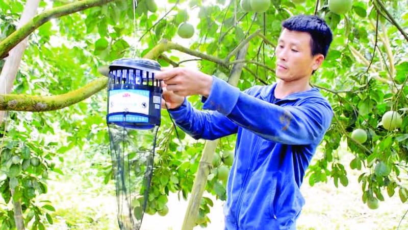 Người dân trồng bưởi Soi Hà, xã Xuân Vân, tỉnh Tuyên Quang sử dụng bẫy để diệt trừ sâu bệnh.