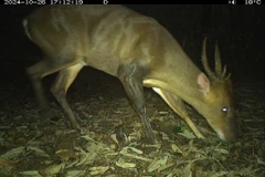 Loài mang lớn (Muntiacus vuquangensis) được ghi nhận từ 5 khu vực đặt bẫy ảnh. Ảnh: WWF-Việt Nam.