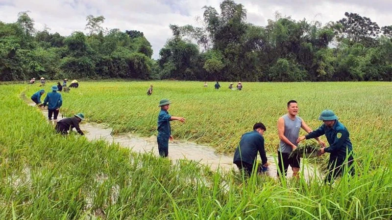 Các lực lượng chức năng phường Mỹ Lâm hỗ trợ người dân thu hoạch lúa bị ngập nước.