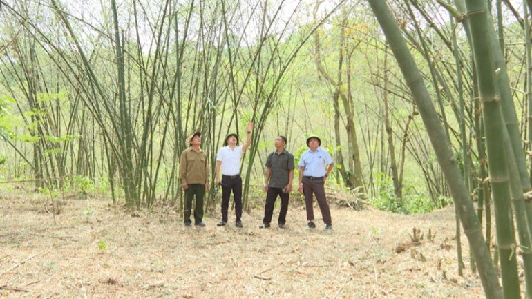 Hơn 7ha diện cây luồng lấy măng của người dân thị trấn Nông trường Việt Trung bị châu chấu gây hại. a2-7322.jpg