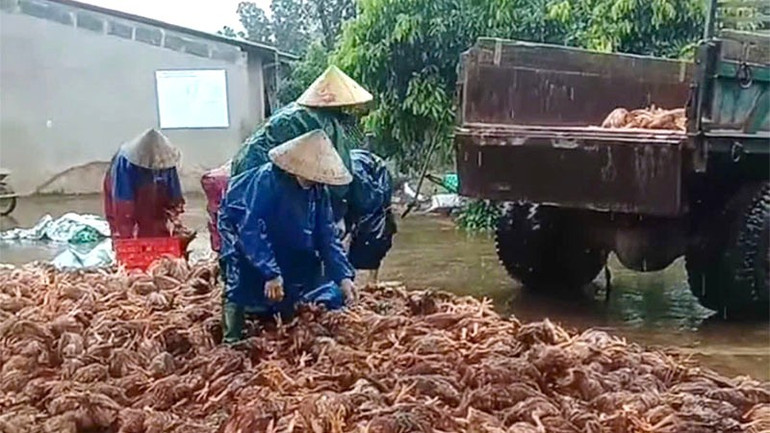 Do ảnh hưởng bão số 6 cuối tháng 10/2024, nước lũ cuốn trôi và làm chết nhiều gia cầm ở xã Trường Thủy, nay là xã Trường Phú, tỉnh Quảng Trị gây nhiều khó khăn cho người chăn nuôi khi tái đàn. trthuy.jpg