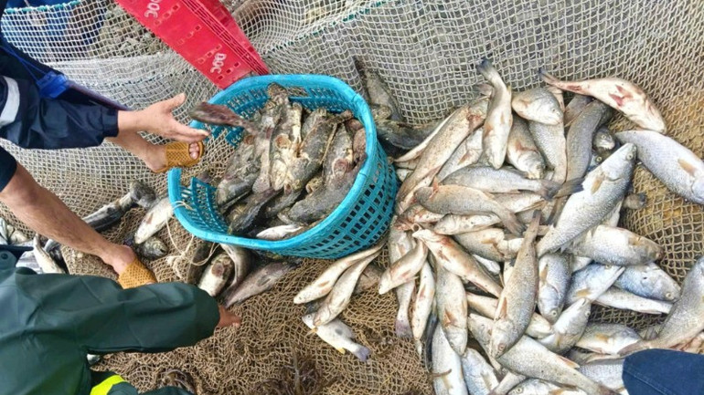 Cá nuôi lồng chưa đến kỳ thu hoạch nhưng thiệt hại gần hết do gió bão. z6946208488218-2363af85ed532ddb8a792fdabcca04db-8458.jpg