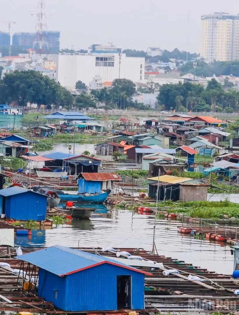 Hàng trăm hộ nuôi cá bè trên sông Đồng Nai ngay trung tâm thành phố đang gây ra nhiều hệ lụy về môi trường, ảnh hưởng đến mỹ quan đô thị.