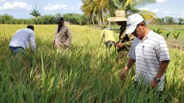 Tiến sĩ Trần Vũ Hải (ngoài cùng bên phải) đang hướng dẫn nông dân Cuba khử lúa lẫn trên ruộng giống.