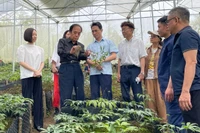 Mô hình liên kết với Nhật Bản phát triển cây sâm Lai Châu thành sản phẩm hàng hóa chất lượng cao.