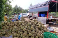 Sầu riêng là mặt hàng có kim ngạch xuất khẩu cao trong 11 tháng đầu năm 2025.