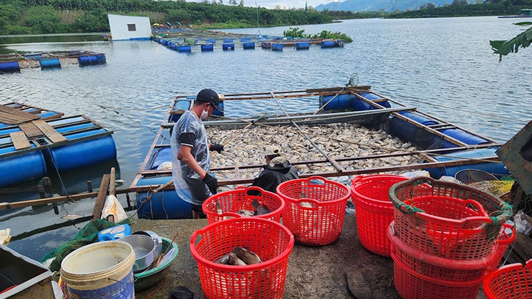 Gia đình ông Tiến thu gom, xử lý hơn 80 tấn cá chết dưới hồ Mai Thành để bảo đảm môi trường. e.jpg