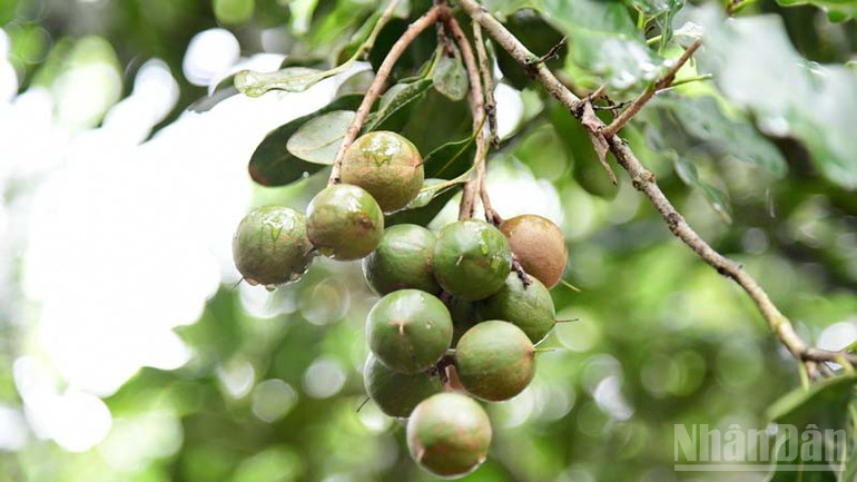 Sản xuất mắc-ca theo tiêu chuẩn VietGAP của một hộ dân ở xã Tân Hà Lâm Hà, tỉnh Lâm Đồng. ndo_br_9.jpg