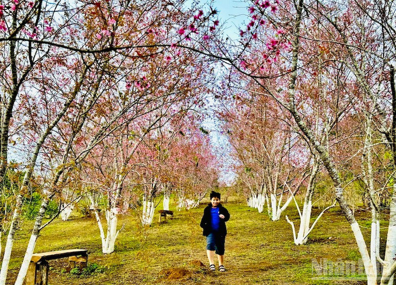 Saison des cerisiers en fleurs dans la commune de Mang Den, point culminant du tourisme de montagne dans la province de Quang Ngai. ndo_br_dl5.jpg