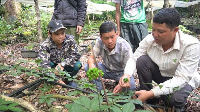 Cây trồng dược liệu sẽ là nguồn thu nhập chính của người dân xã Măng Ri trong thời gian tới. mang-ri-2.jpg