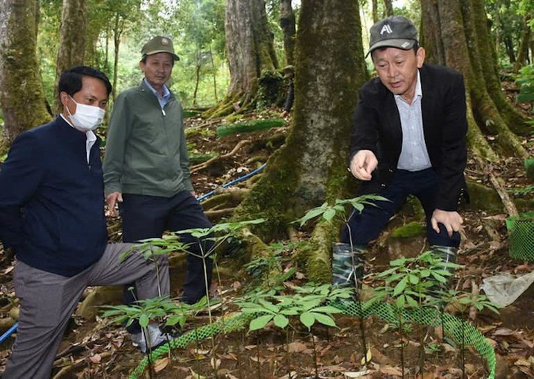 Sâm Ngọc Linh là cây trồng chủ lực của xã Măng Ri. mang-ri-1.jpg