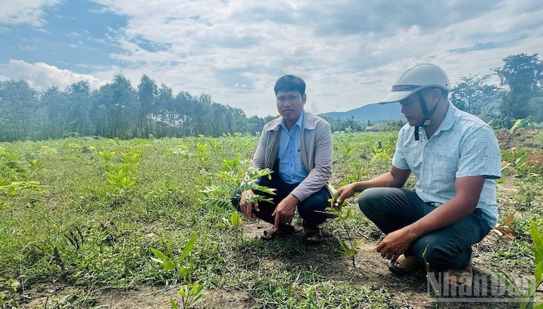 Chính quyền địa phương kiểm tra thực địa tình trạng trồng cây chờ đền bù. ndo_br_img-5061.jpg