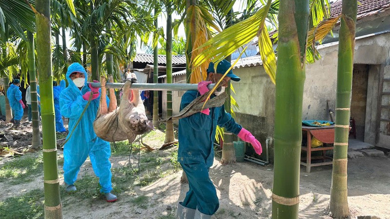 Nhiều xã, phường thiếu hoá chất, trang thiết bị phòng, chống dịch tả lợn châu Phi. heo-2.jpg