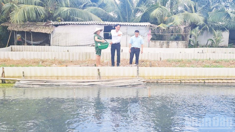 Mô hình nuôi ba ba của hộ bà Thị Hinh ở ấp 5, xã Xả Phiên.