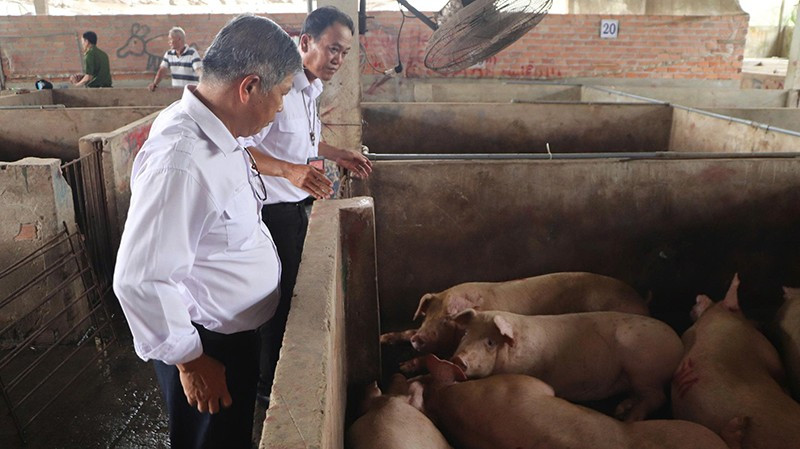 Cơ sở giết mổ gia súc V.N (xã Long Thạnh, huyện Phụng Hiệp) tại thời điểm kiểm tra 5.jpg