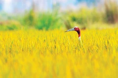 Sếu đầu đỏ ở Ấn Độ. (Ảnh NGUYỄN TRƯỜNG SINH) 