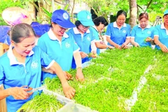 Chị em phụ nữ khu phố Bình Khởi (phường Sơn Đông, tỉnh Vĩnh Long) trồng rau mầm sạch gây quỹ thực hiện công tác thiện nguyện tại địa phương. 