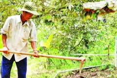 Nông dân trồng sầu riêng ở xã Long Tiên, tỉnh Đồng Tháp.