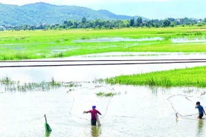 Mùa nước nổi, các ruộng lúa chung quanh hồ ngập nước, cũng là mùa cá ở đây nên nhiều cư dân địa phương hành nghề đánh bắt cá để kiếm sống.