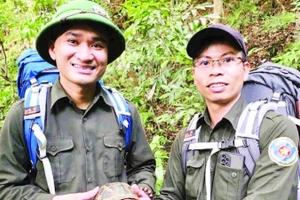 Cán bộ Ban Quản lý rừng đặc dụng nam Quảng Trị phát hiện cá thể rùa hộp trán vàng miền trung.