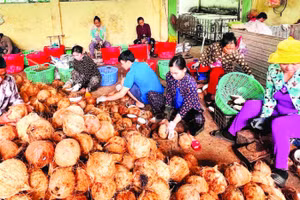 Chế biến các sản phẩm từ dừa tại tỉnh Vĩnh Long đã tạo nhiều việc làm cho lao động nông thôn.