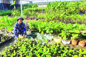 Những mầm non trên đất khát.