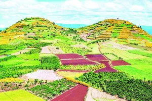 Tây Nguyên mùa hoa “báo đông”