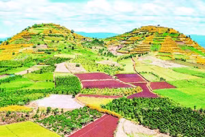 Tây Nguyên mùa hoa “báo đông”