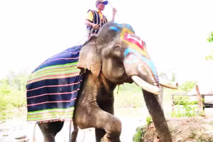 Buôn Đôn, vùng đất nổi tiếng về nghề săn bắt và thuần dưỡng voi rừng một thời.