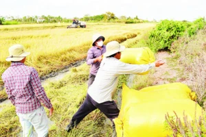 Nông dân xã Gia Thuận, tỉnh Đồng Tháp thu hoạch lúa đông xuân 2025-2026.