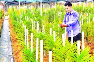 Người nông dân xã Củ Chi đã ứng dụng khoa học kỹ thuật vào ươm trồng và phát triển các loại hoa lan cho hiệu quả kinh tế cao. (Ảnh THẾ ANH)
