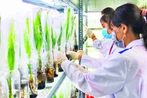 Ứng dụng công nghệ cao trong nhân giống, giúp hoàn thiện chuỗi giá trị cây dừa tại Vĩnh Long.