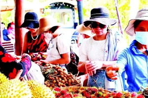 Khách du lịch mua trái cây tại Cần Thơ.