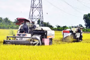 Giá nhiên liệu tăng cao, chi phí thu hoạch lúa cũng tăng theo và lợi nhuận của nông dân giảm xuống.