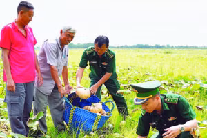 Bộ đội Biên phòng Cà Mau hỗ trợ dân trên ruộng bí đỏ rực vàng ở xã Đá Bạc.
