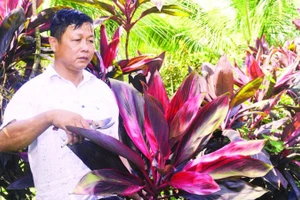 Ông Thanh có nguồn thu nhập cao, ổn định nhờ trồng cây bán lá cho các điểm cắm hoa.