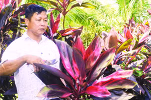 Ông Thanh có nguồn thu nhập cao, ổn định nhờ trồng cây bán lá cho các điểm cắm hoa.