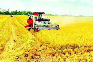 Nhiều hộ nông dân ở xã Vĩnh Mỹ (Cà Mau) khá lên nhờ liên kết làm ăn mô hình hợp tác xã.