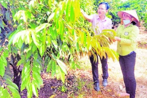 Chị Nguyễn Thị Thanh Tuyền ở thôn Đắk Nung, xã Đắk Nhau, tỉnh Đồng Nai chăm sóc vườn cây chị đầu tư từ nguồn vốn tín dụng chính sách.